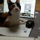 길냥이