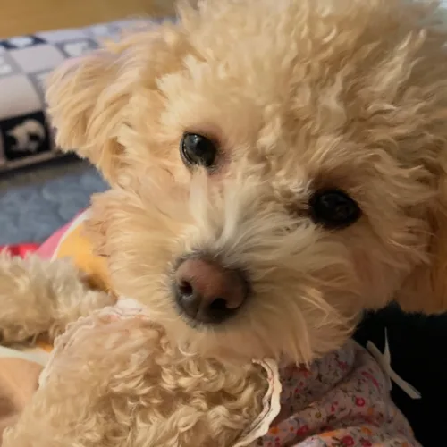 혜니