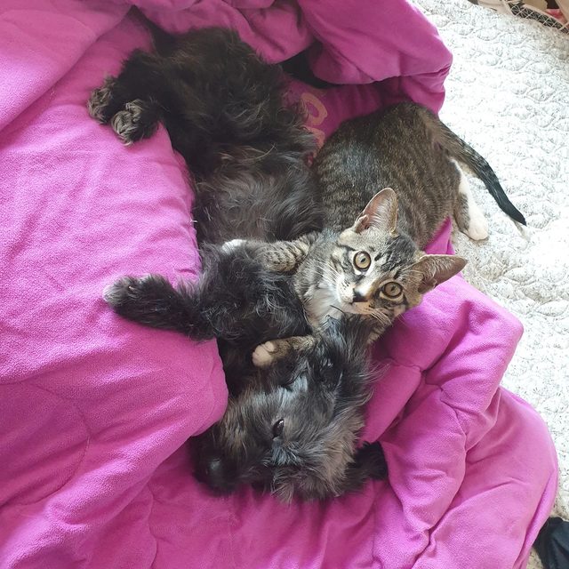 해피당근