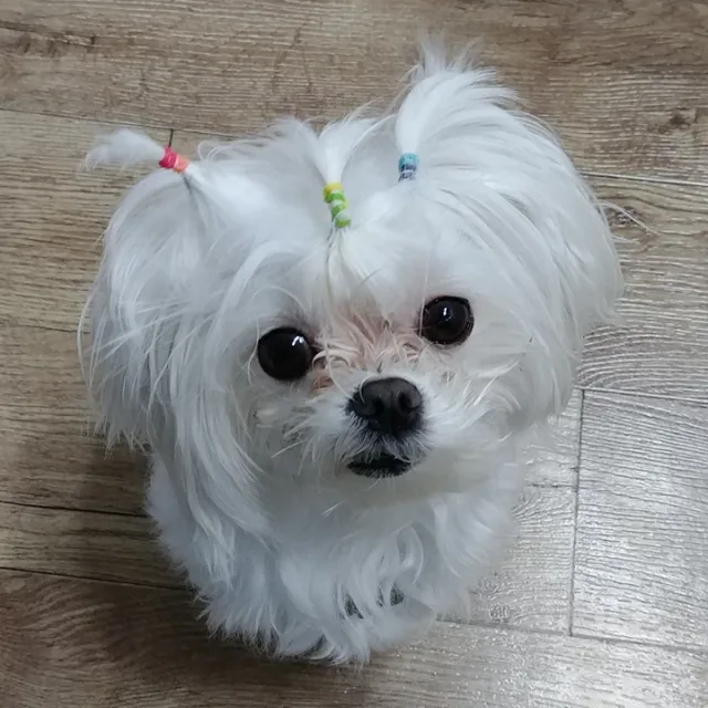 콩이