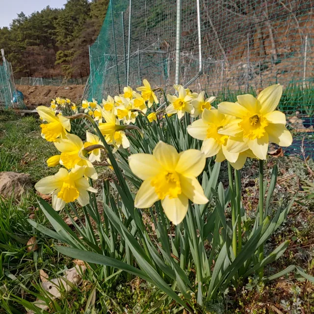 프라임
