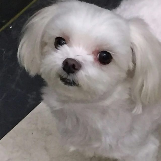 토쑤니
