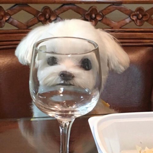 바니바니당군
