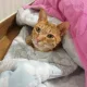 허니