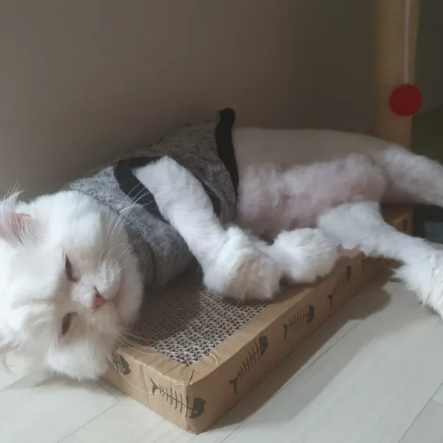 뚜뚜1