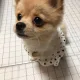 못된지지배