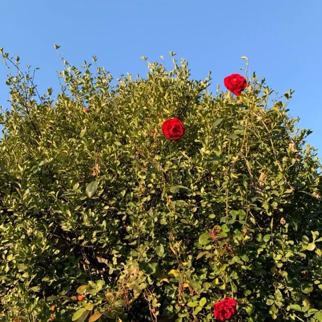코끼리82