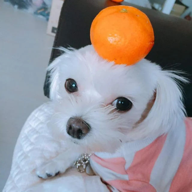 둥이언냐