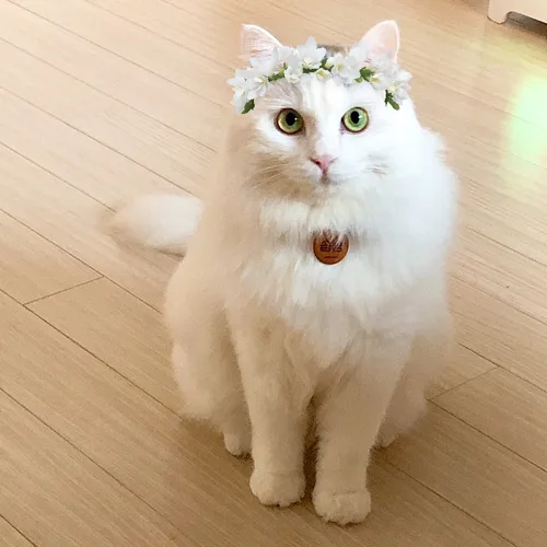 봄봄