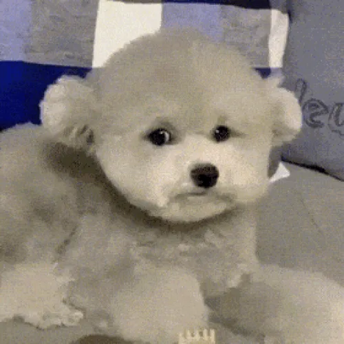 김둥이