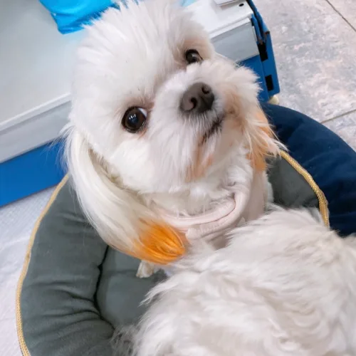 사랑둥지