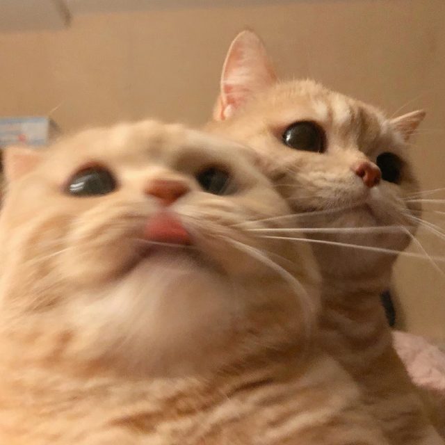 고냉