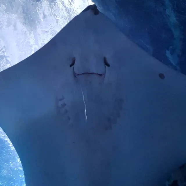 레이지본