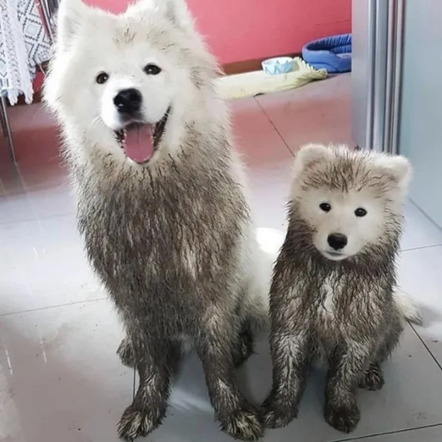타일러조