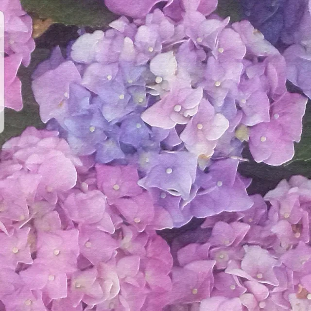 라즈베리