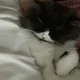 냥냥냥