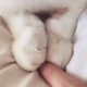 토르