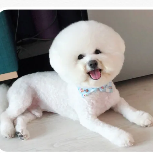 날아라병아리