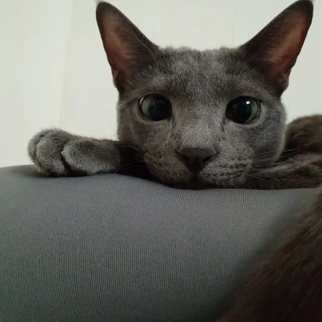 요아
