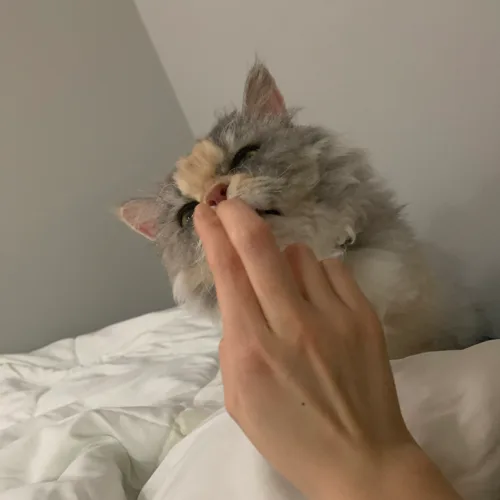 아마존노양