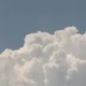 채공