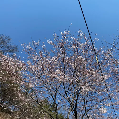 플럼