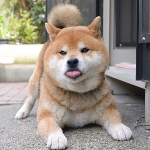 너구리