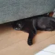 김꽁치