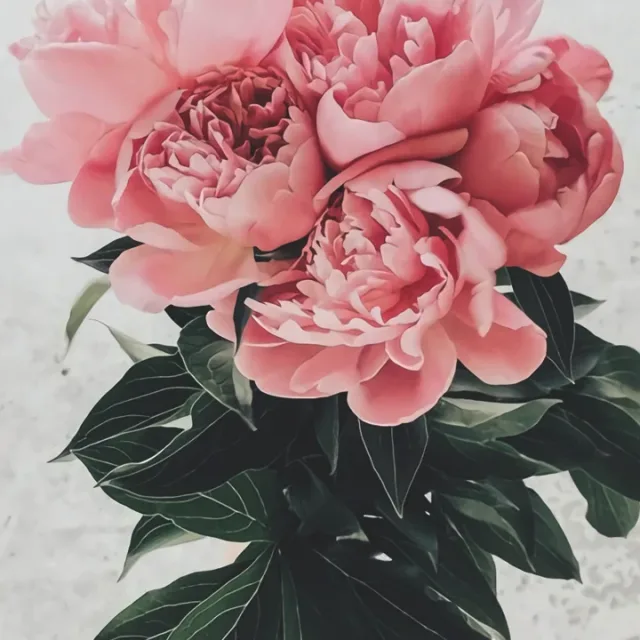 해피봉