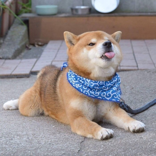 두부