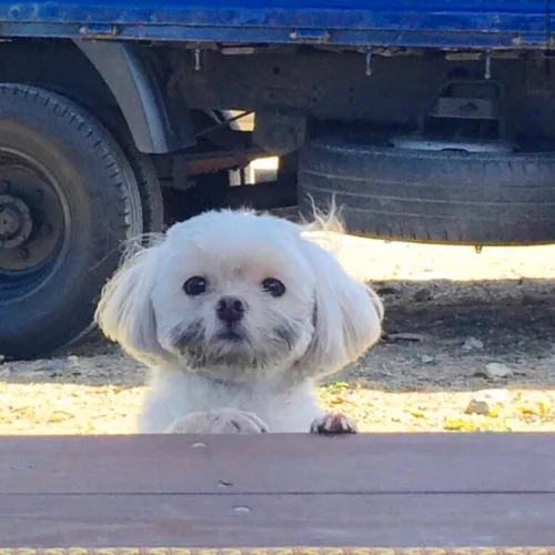 몽구몽구