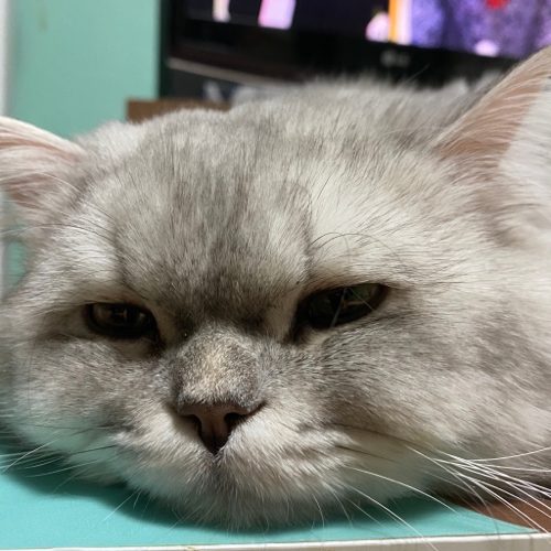 콜라요