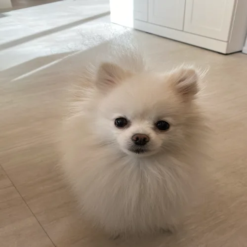 데굴데굴