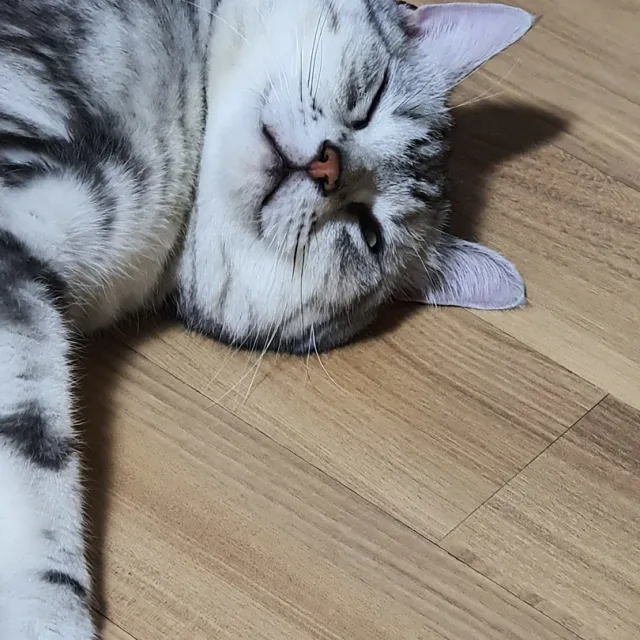 정직냥이