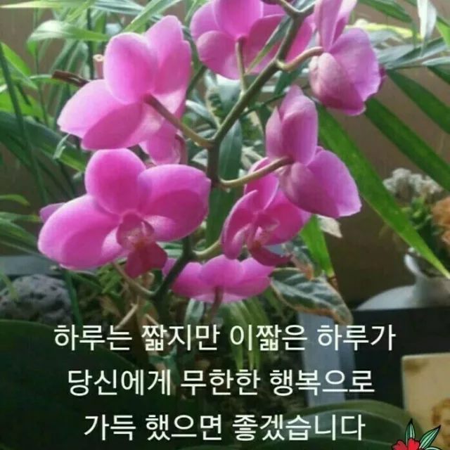 호요미