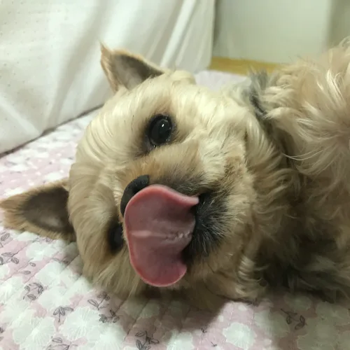 강지