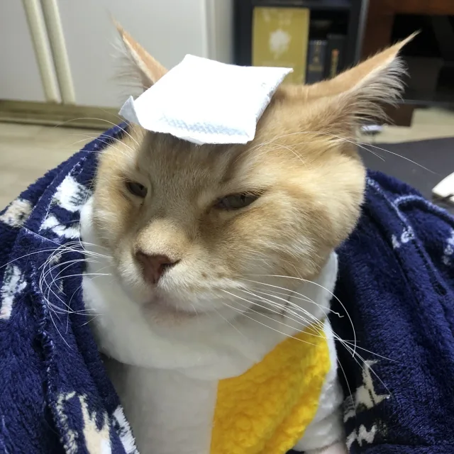 허리케인망고