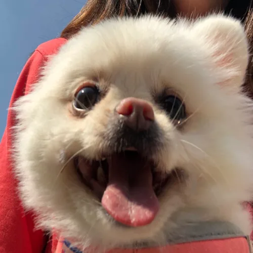 coco