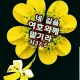 초이스