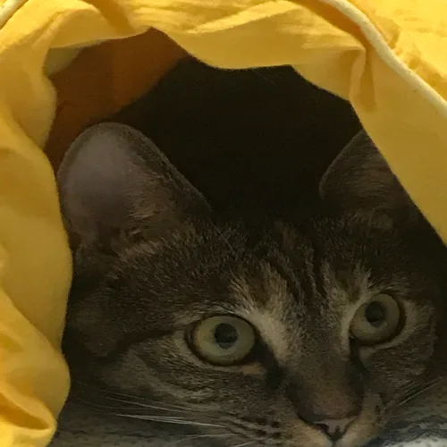 김말이봉봉