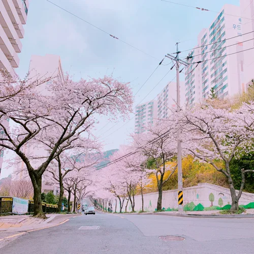 솔라시도