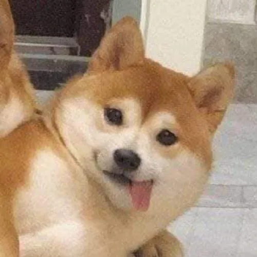 메롱하는강아지