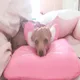 제늬