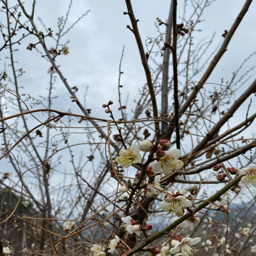 보리엄마