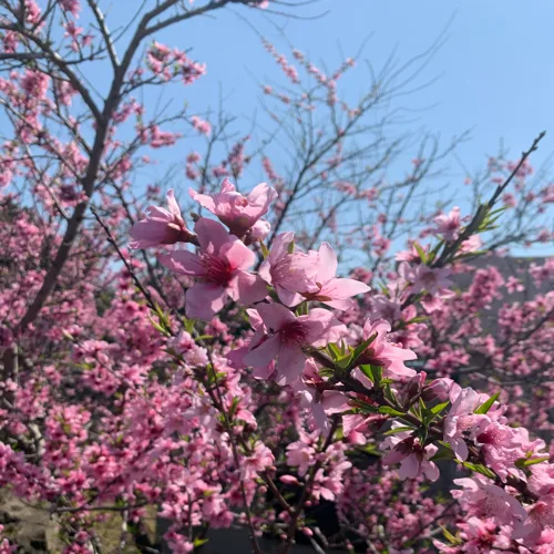 이응