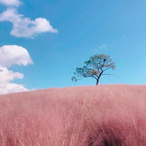 익쭈동맹댕