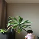 까까조아