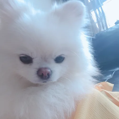 알맹