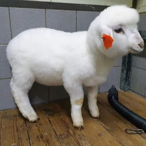 순한양