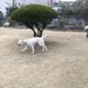 밀키
